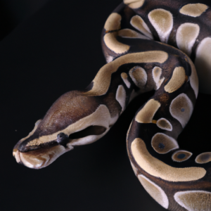 Python编程技巧